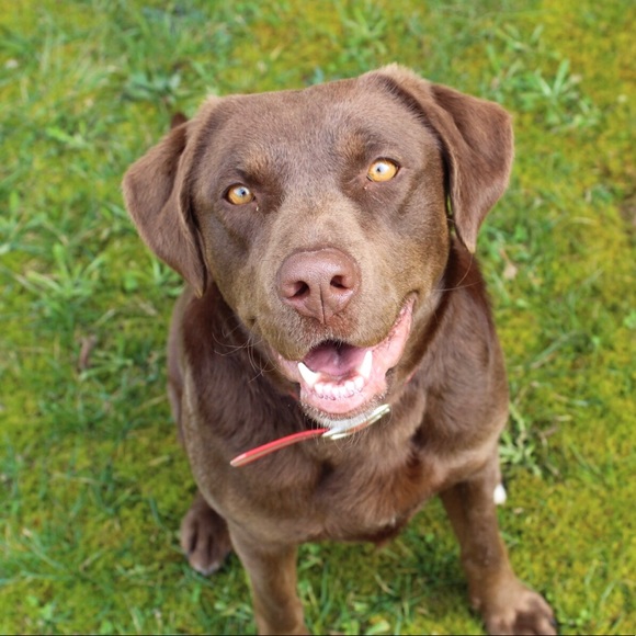 Meet your Posher, Riley - Picture 1 of 1